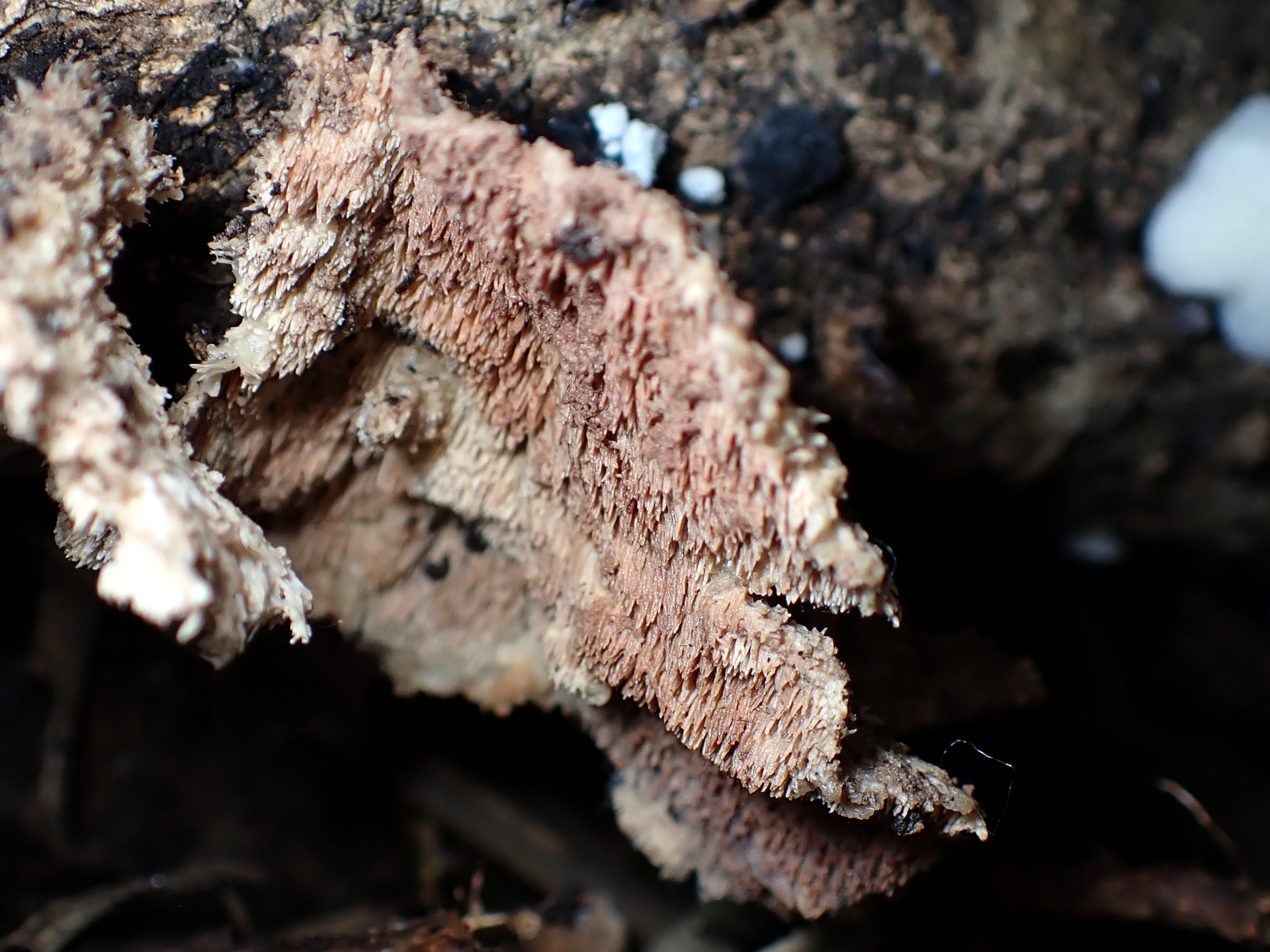 ハリタケ形きのこ 老菌 の高画質写真です。横浜市で、2024年8月14日に撮影したものです。