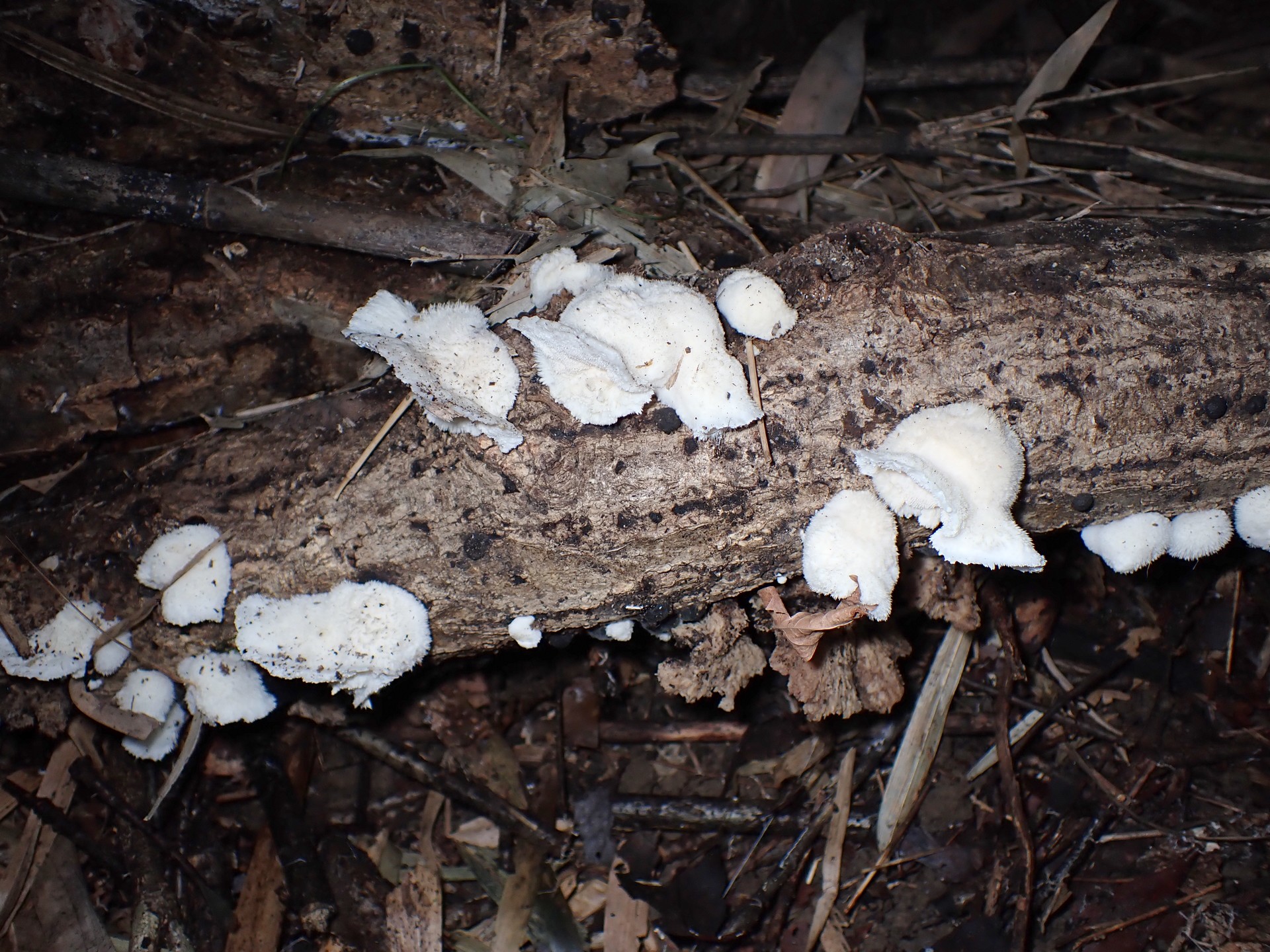 ハリタケ形きのこ 全体の様子 の高画質写真です。横浜市で、2024年8月14日に撮影したものです。