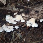 ハリタケ形きのこ 全体の様子 の高画質写真です。横浜市で、2024年8月17日に撮影したものです。