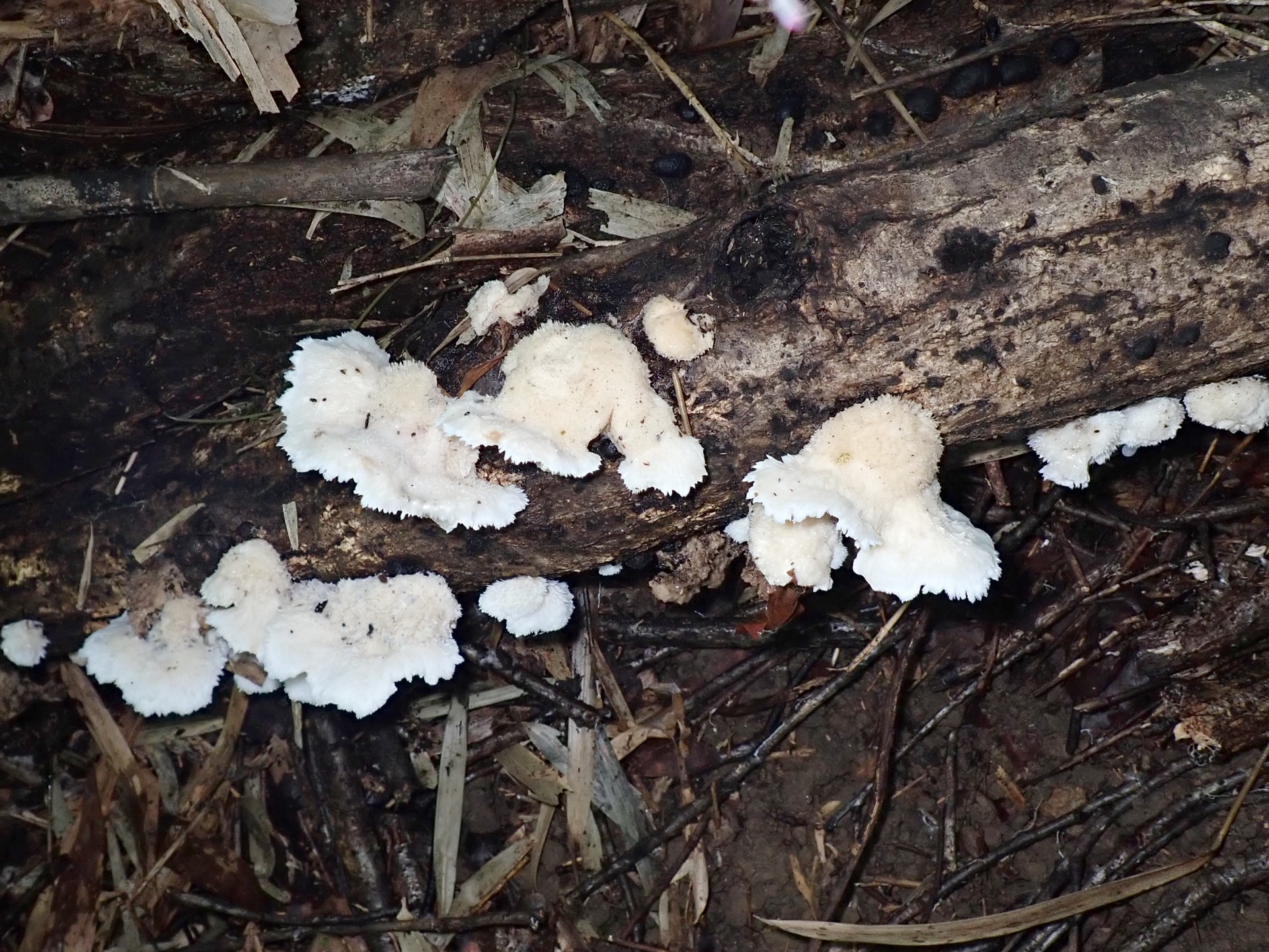 ハリタケ形きのこ 全体の様子 の高画質写真です。横浜市で、2024年8月17日に撮影したものです。