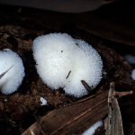 ハリタケ形きのこ の高画質写真です。横浜市で、2024年8月11日に撮影したものです。