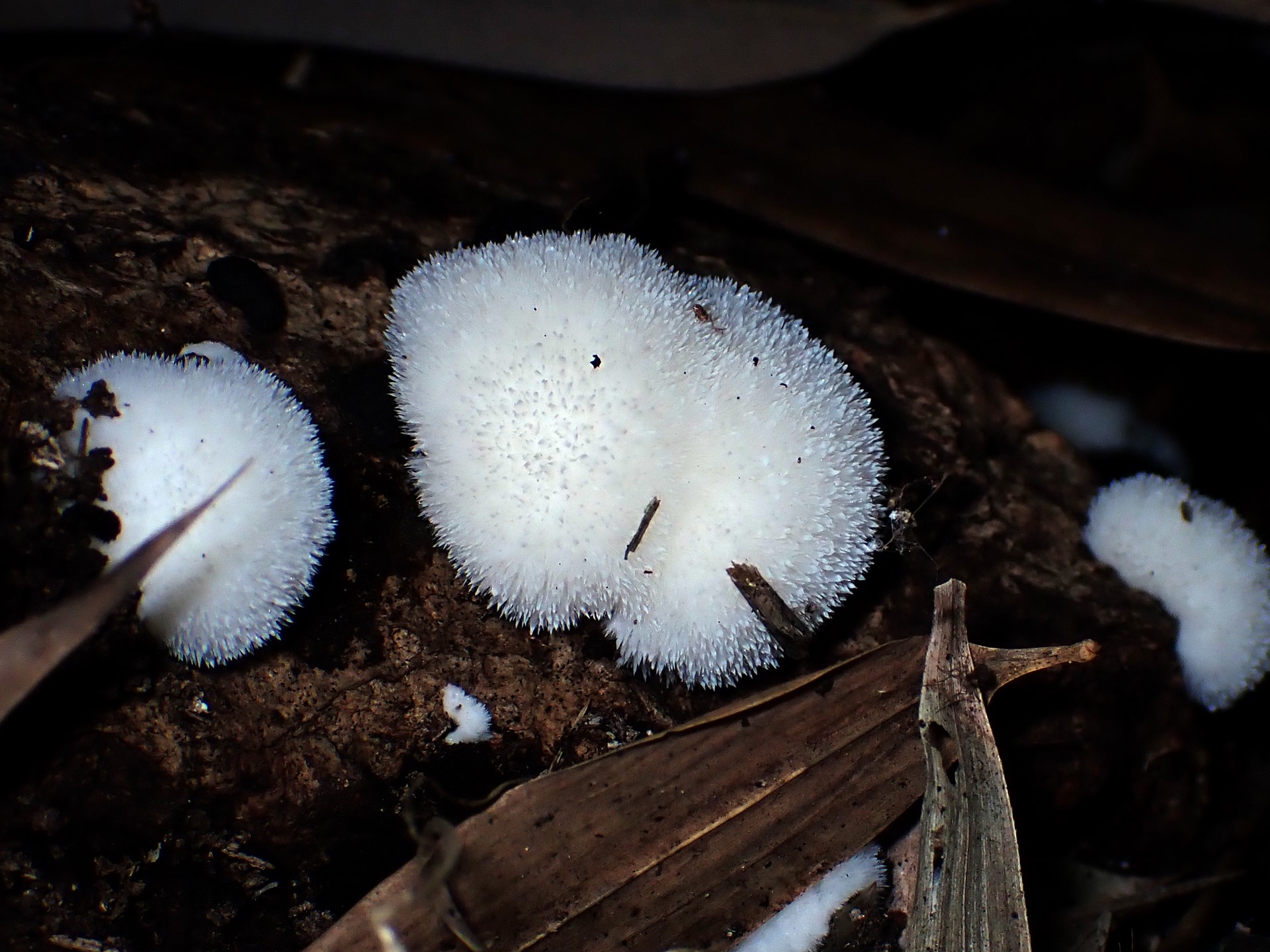ハリタケ形きのこ の高画質写真です。横浜市で、2024年8月11日に撮影したものです。