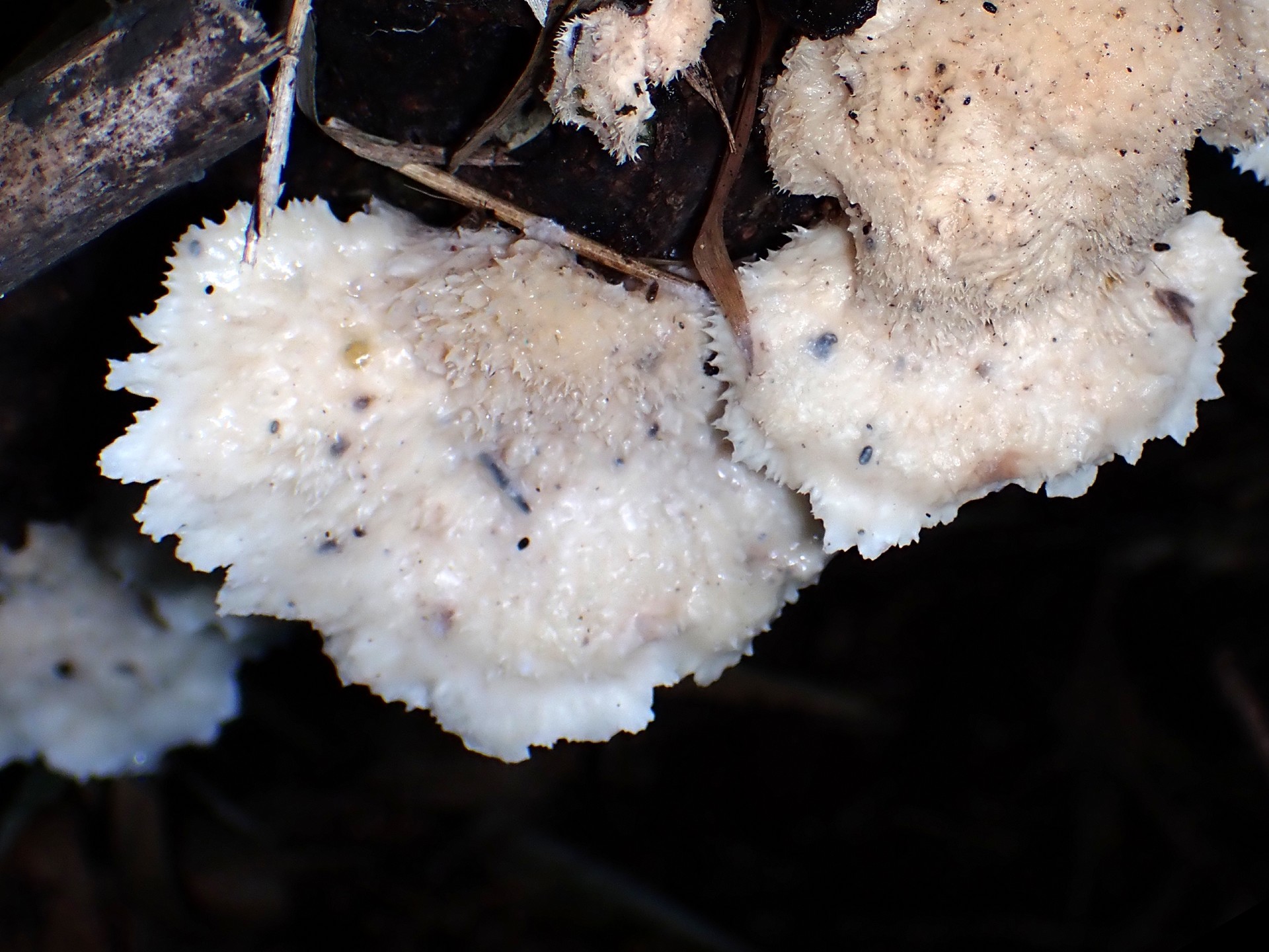ハリタケ形きのこ 毛状の部分 の高画質写真です。横浜市で、2024年8月21日に撮影したものです。