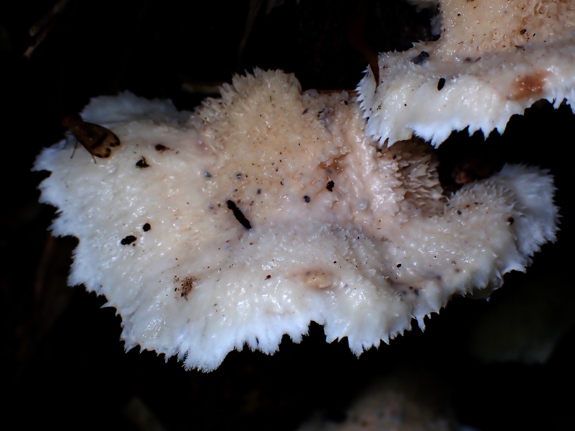 ハリタケ形きのこ 毛状の部分 の高画質写真です。横浜市で、2024年8月17日に撮影したものです。