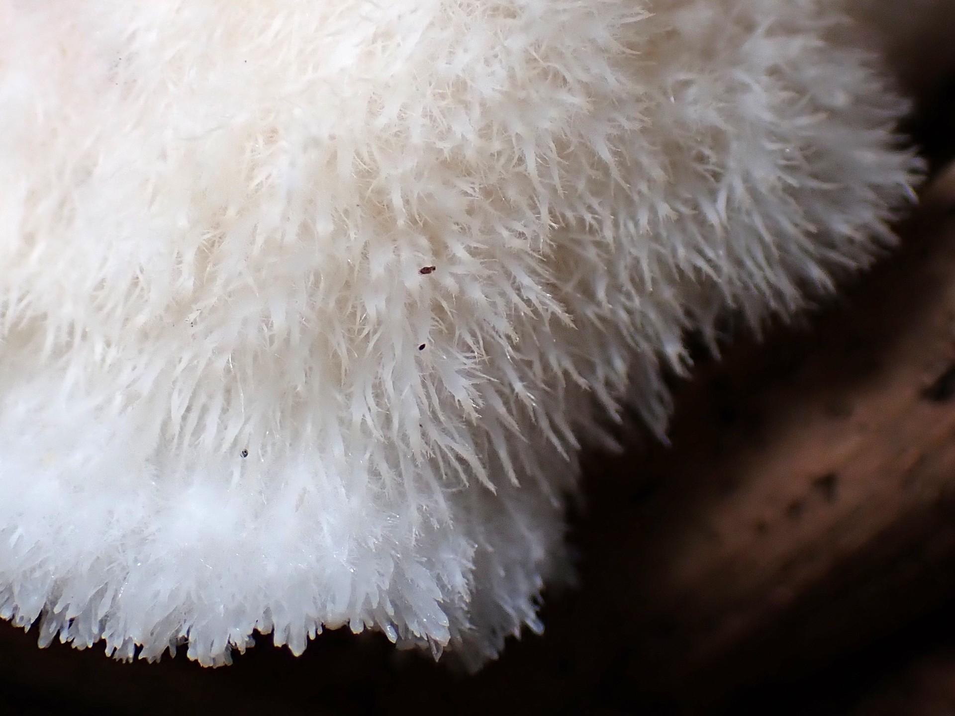 ハリタケ形きのこ 毛状の部分 の高画質写真です。横浜市で、2024年8月14日に撮影したものです。