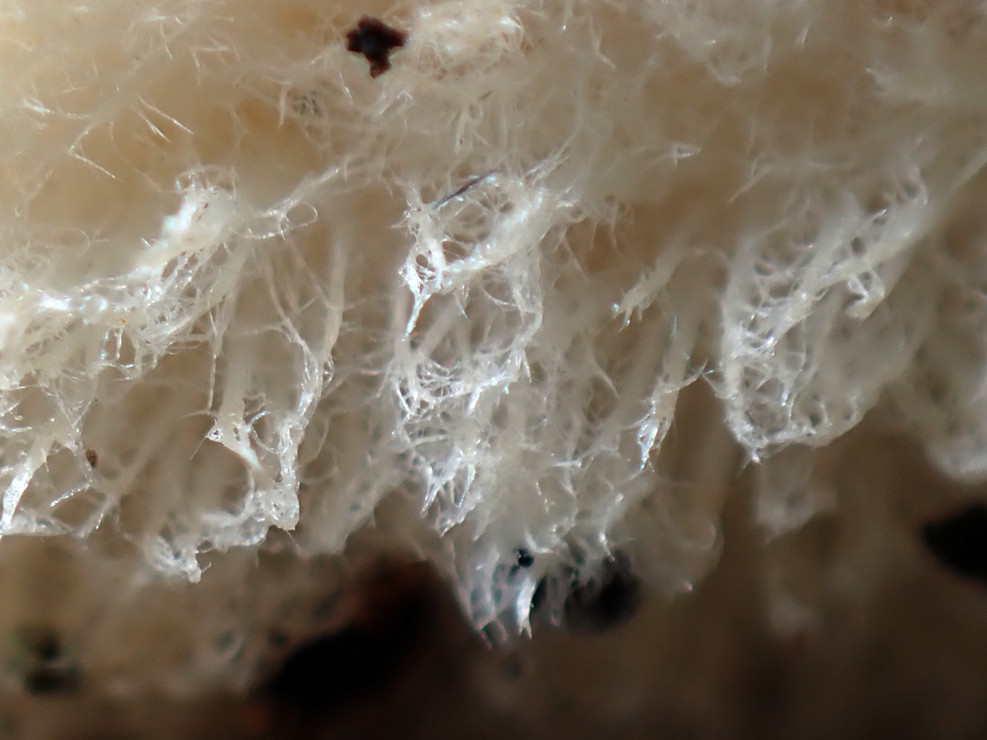 ハリタケ形きのこ 毛状の融合部分 の高画質写真です。横浜市で、2024年8月14日に撮影したものです。