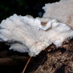 ハリタケ形きのこ ハリ状部分 の高画質写真です。横浜市で、2024年8月21日に撮影したものです。