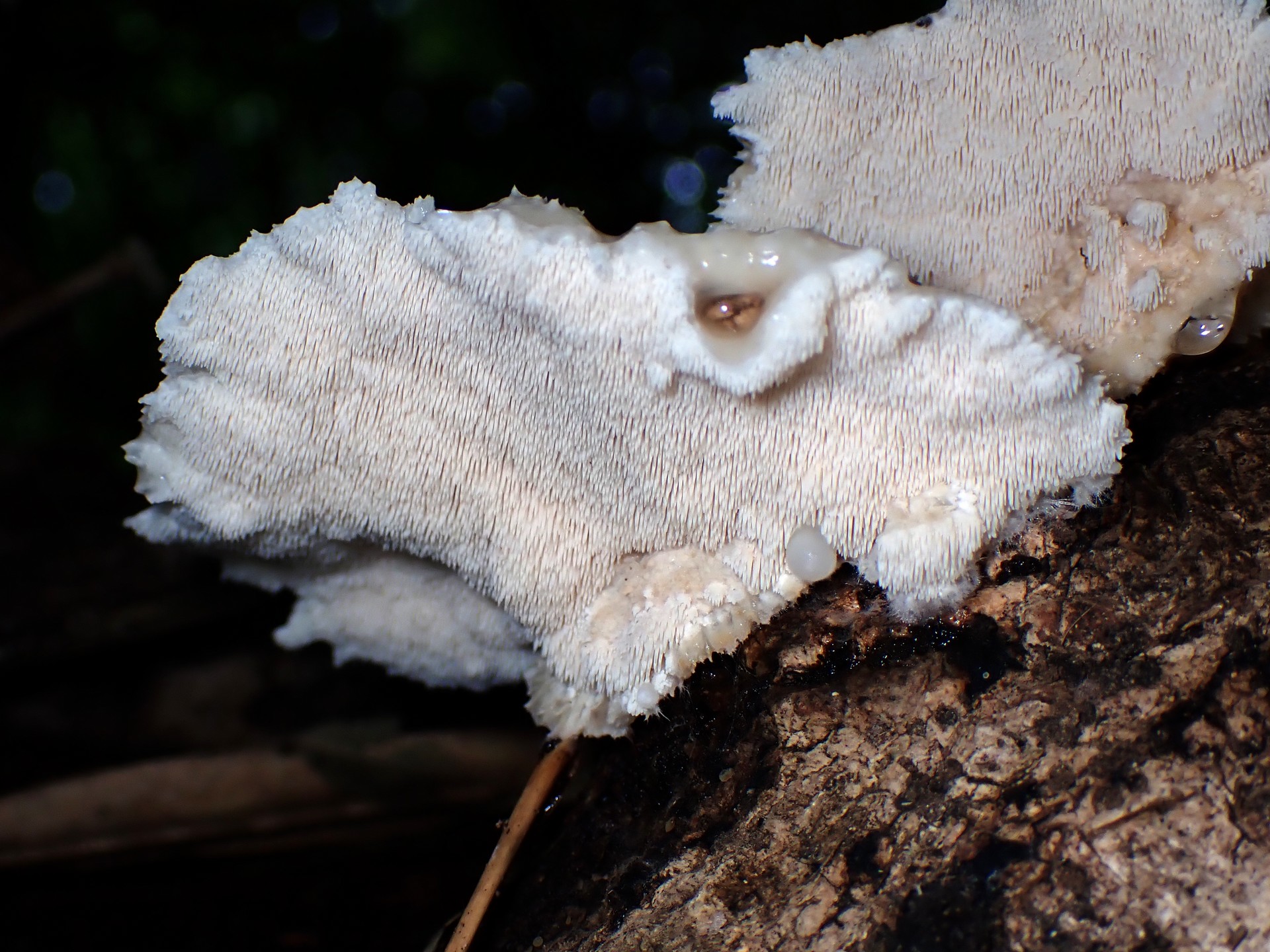 ハリタケ形きのこ ハリ状部分 の高画質写真です。横浜市で、2024年8月21日に撮影したものです。