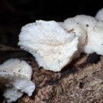 ハリタケ形きのこ 大きい菌 の高画質写真です。横浜市で、2024年8月14日に撮影したものです。