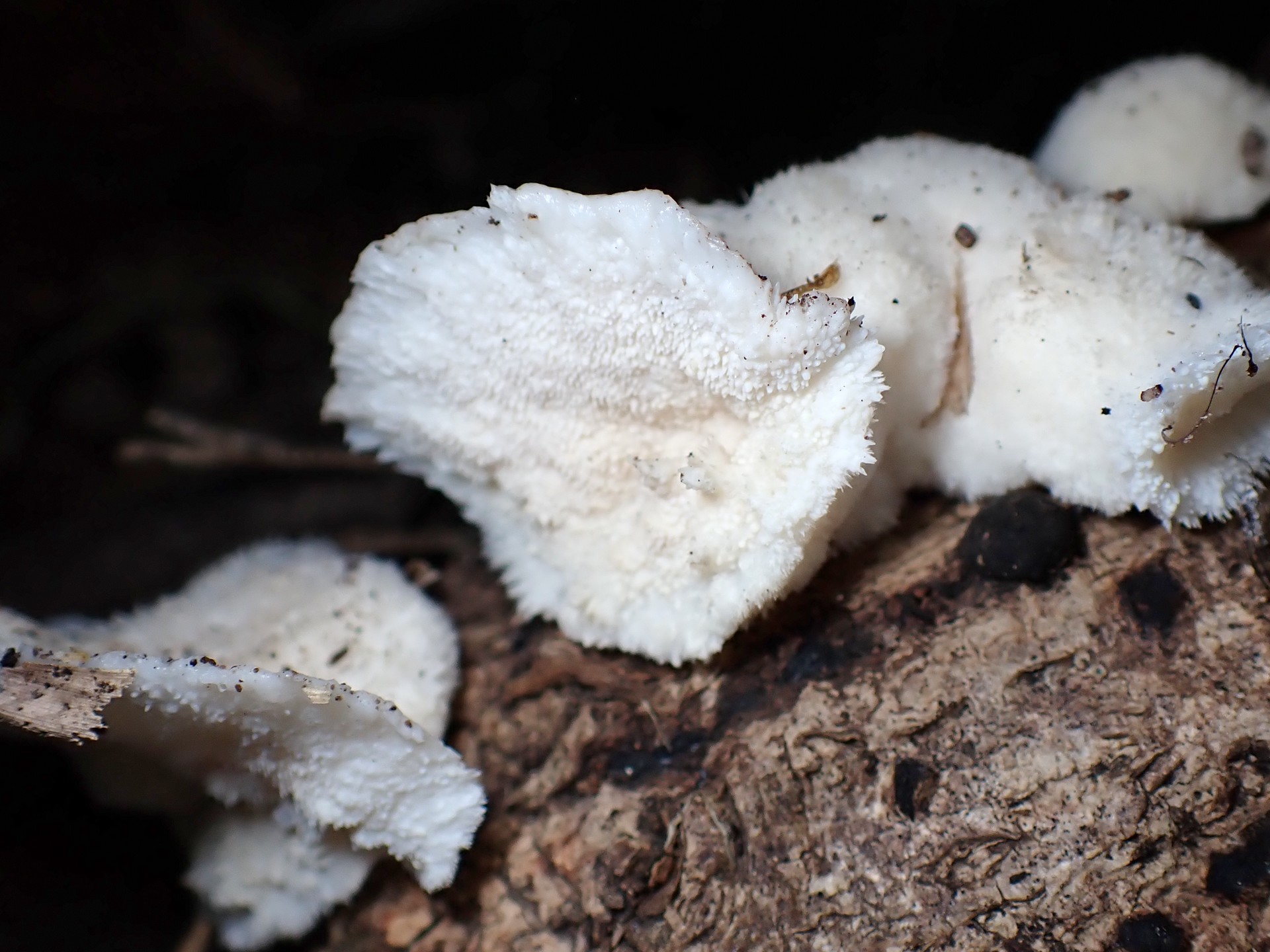 ハリタケ形きのこ 大きい菌 の高画質写真です。横浜市で、2024年8月14日に撮影したものです。