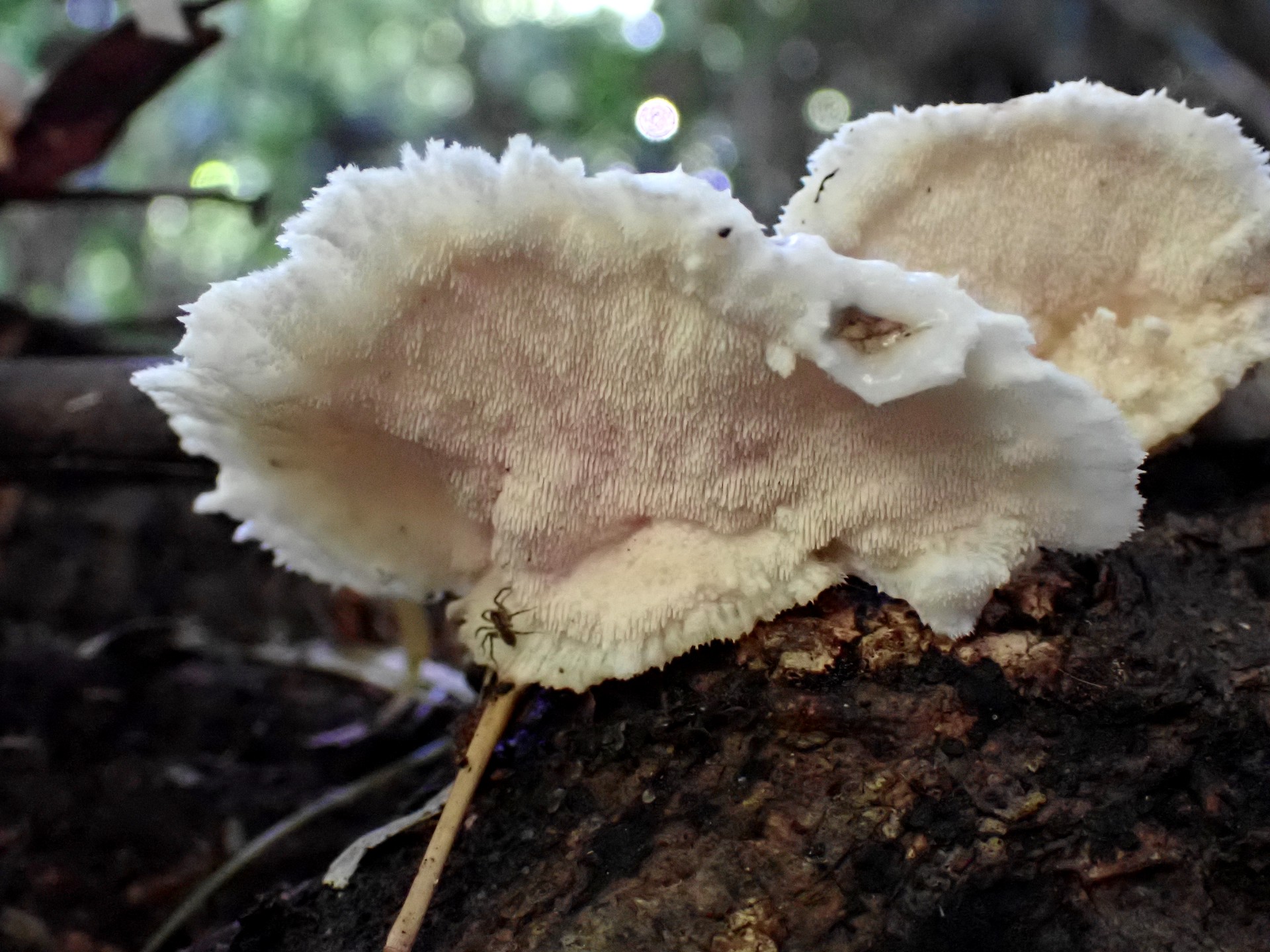 ハリタケ形きのこ ハリ状部分 の高画質写真です。横浜市で、2024年8月17日に撮影したものです。