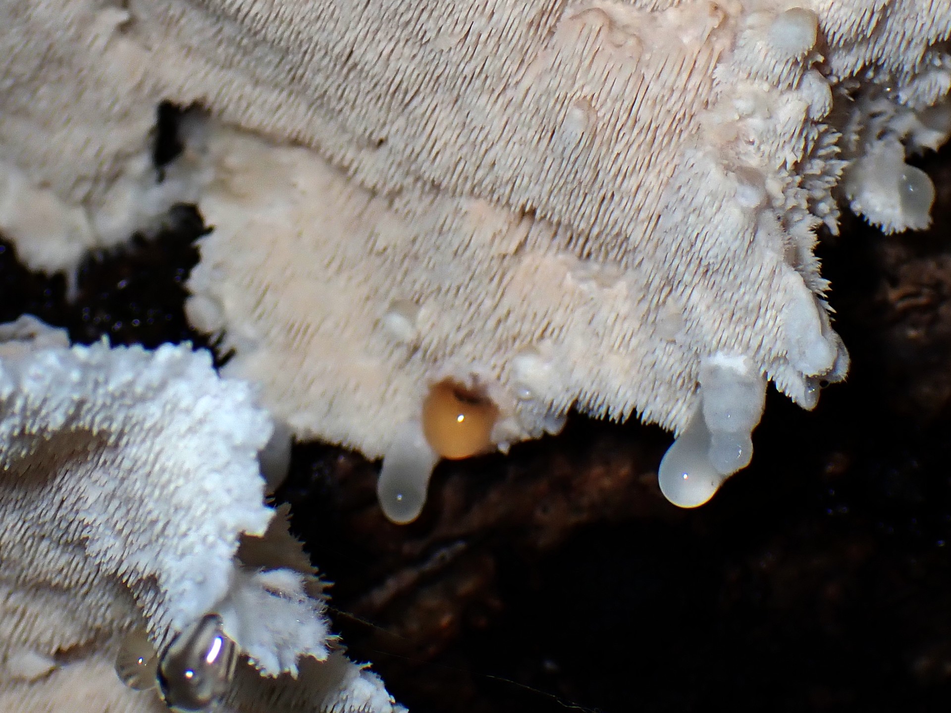 ハリタケ形きのこ ハリ状部分 の高画質写真です。横浜市で、2024年8月21日に撮影したものです。