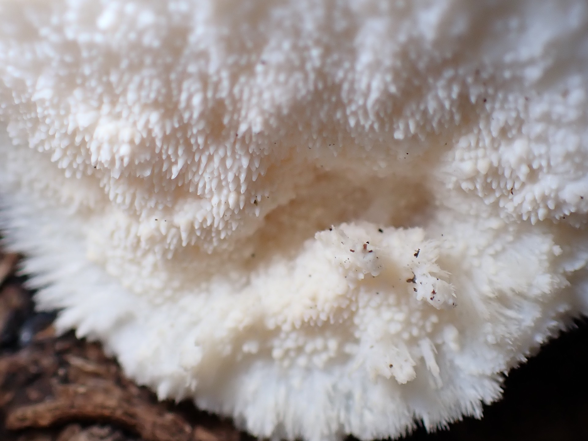 ハリタケ形きのこ ハリ状部分 の高画質写真です。横浜市で、2024年8月14日に撮影したものです。