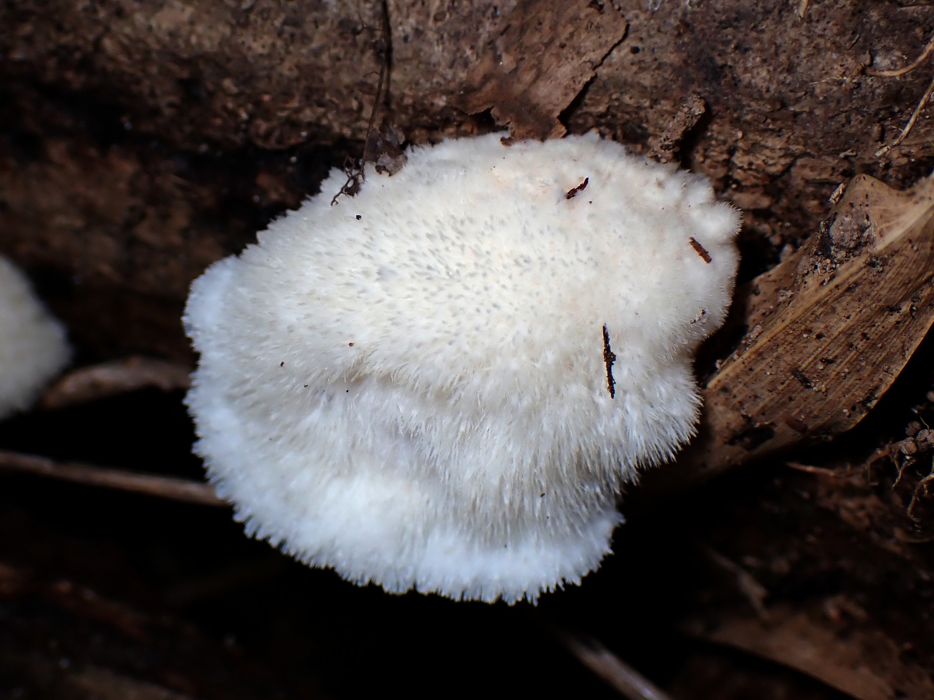 ハリタケ形きのこ 若い菌 の高画質写真です。横浜市で、2024年8月14日に撮影したものです。