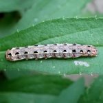 ハスモンヨトウの幼虫 の高画質写真です。横浜市で、2024年8月24日に撮影したものです。