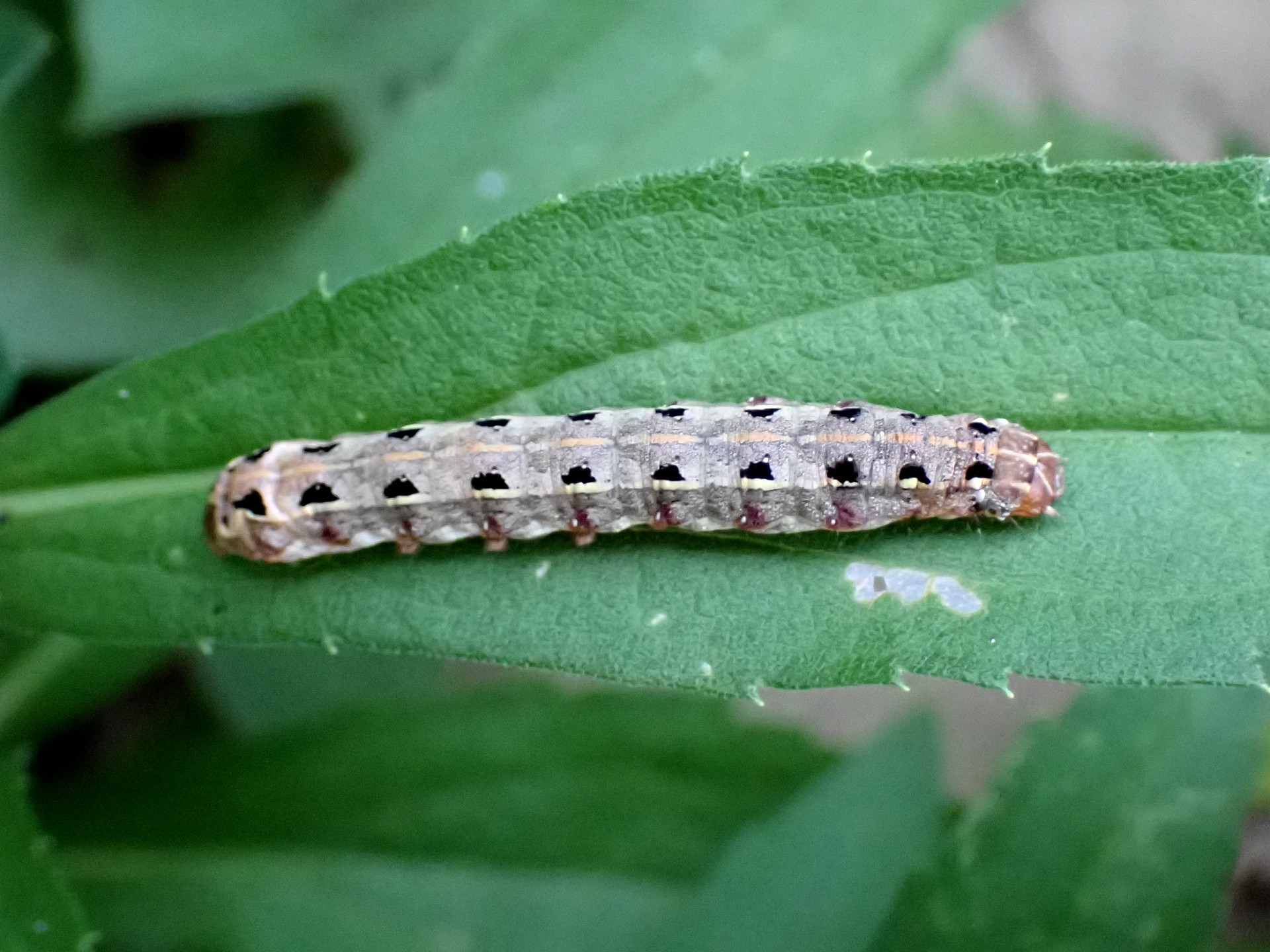 ハスモンヨトウの幼虫 の高画質写真です。横浜市で、2024年8月24日に撮影したものです。