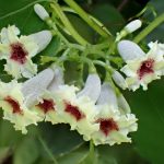 ヘクソカズラ（サオトメバナ） の高画質写真です。横浜市で、2024年8月7日に撮影したものです。