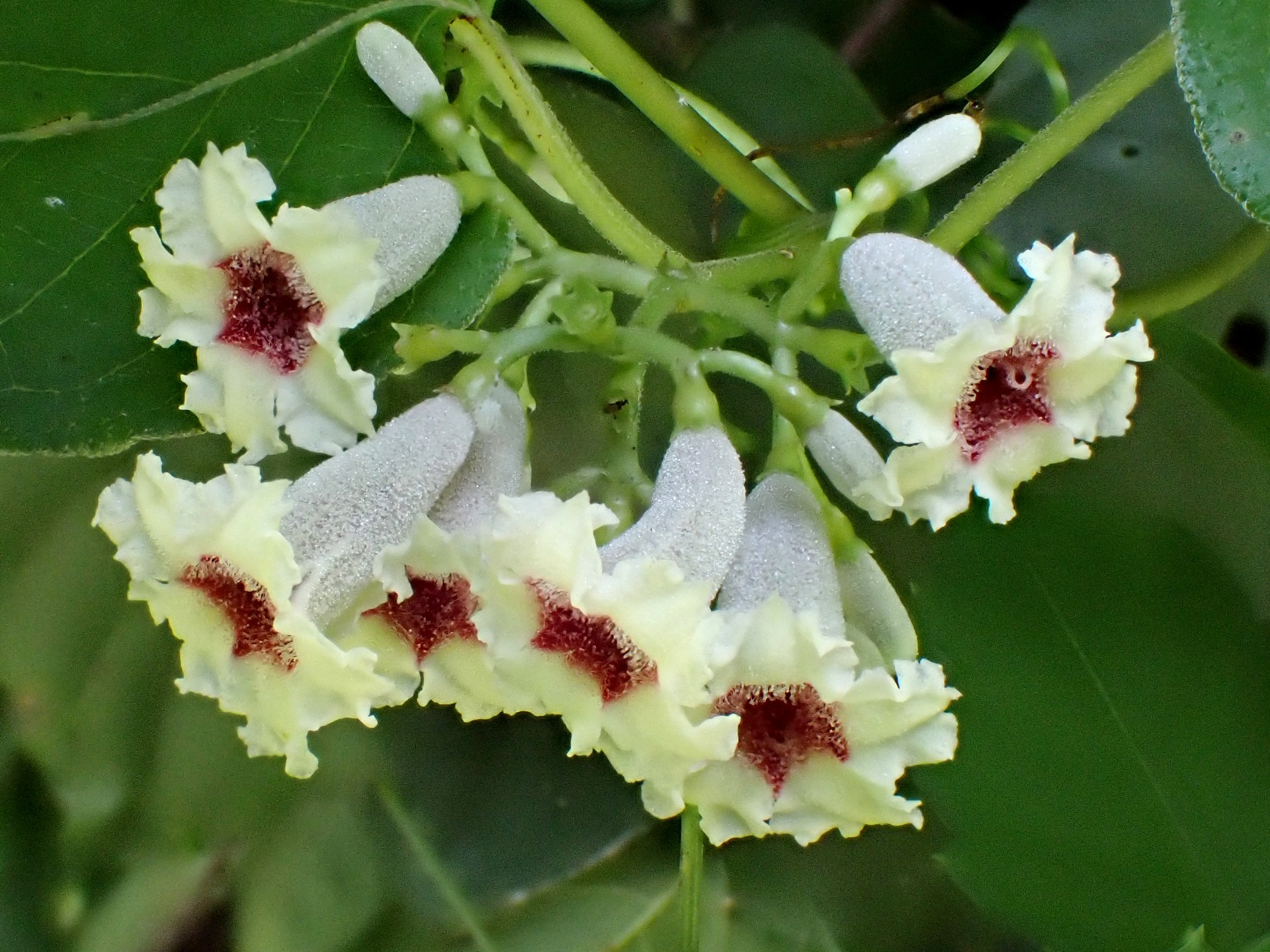 ヘクソカズラ（サオトメバナ） の高画質写真です。横浜市で、2024年8月7日に撮影したものです。