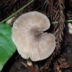 偏心生きのこ の高画質写真です。横浜市で、2024年8月17日に撮影したものです。