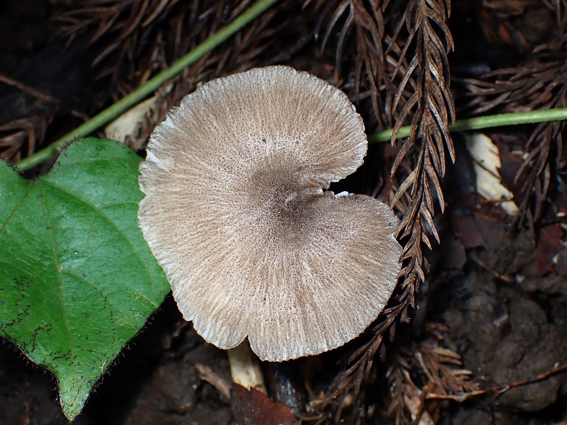 偏心生きのこ の高画質写真です。横浜市で、2024年8月17日に撮影したものです。