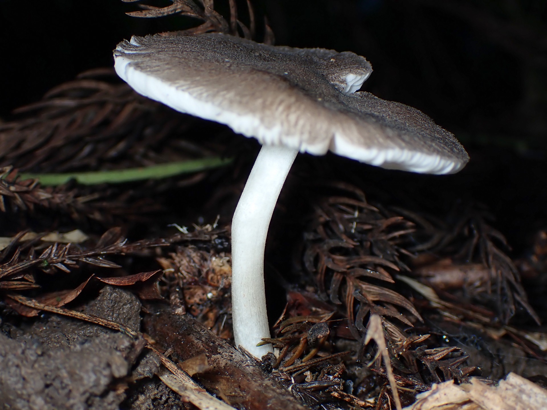 偏心生きのこ の高画質写真です。横浜市で、2024年8月17日に撮影したものです。