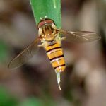 ヒラタアブの仲間 の高画質写真です。横浜市で、2024年8月5日に撮影したものです。