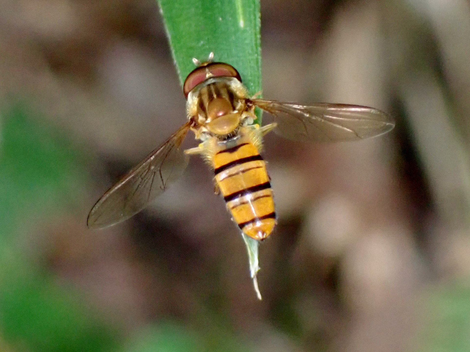 ヒラタアブの仲間 の高画質写真です。横浜市で、2024年8月5日に撮影したものです。
