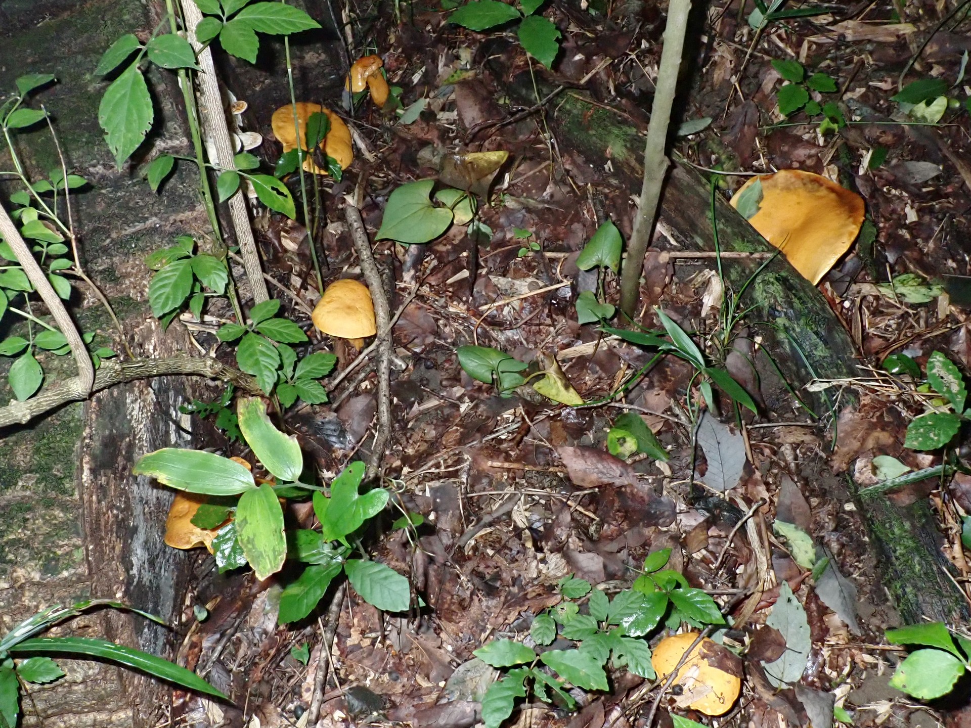 イグチの仲間 の高画質写真です。横浜市で、2024年8月31日に撮影したものです。