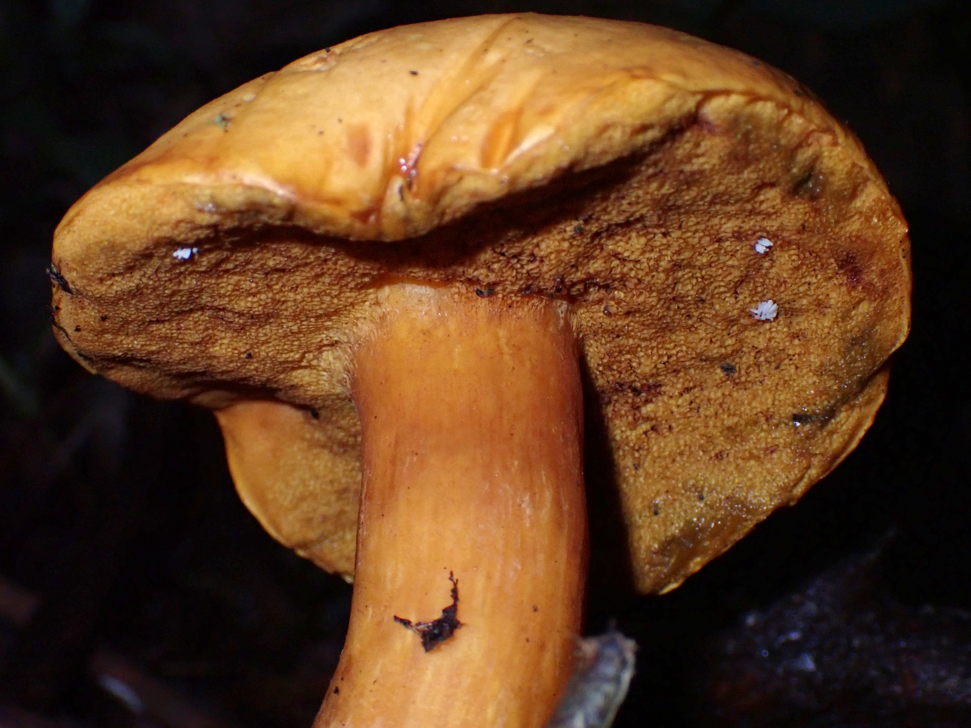 イグチの仲間 の高画質写真です。横浜市で、2024年8月31日に撮影したものです。