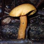 イグチの仲間 の高画質写真です。横浜市で、2024年8月31日に撮影したものです。