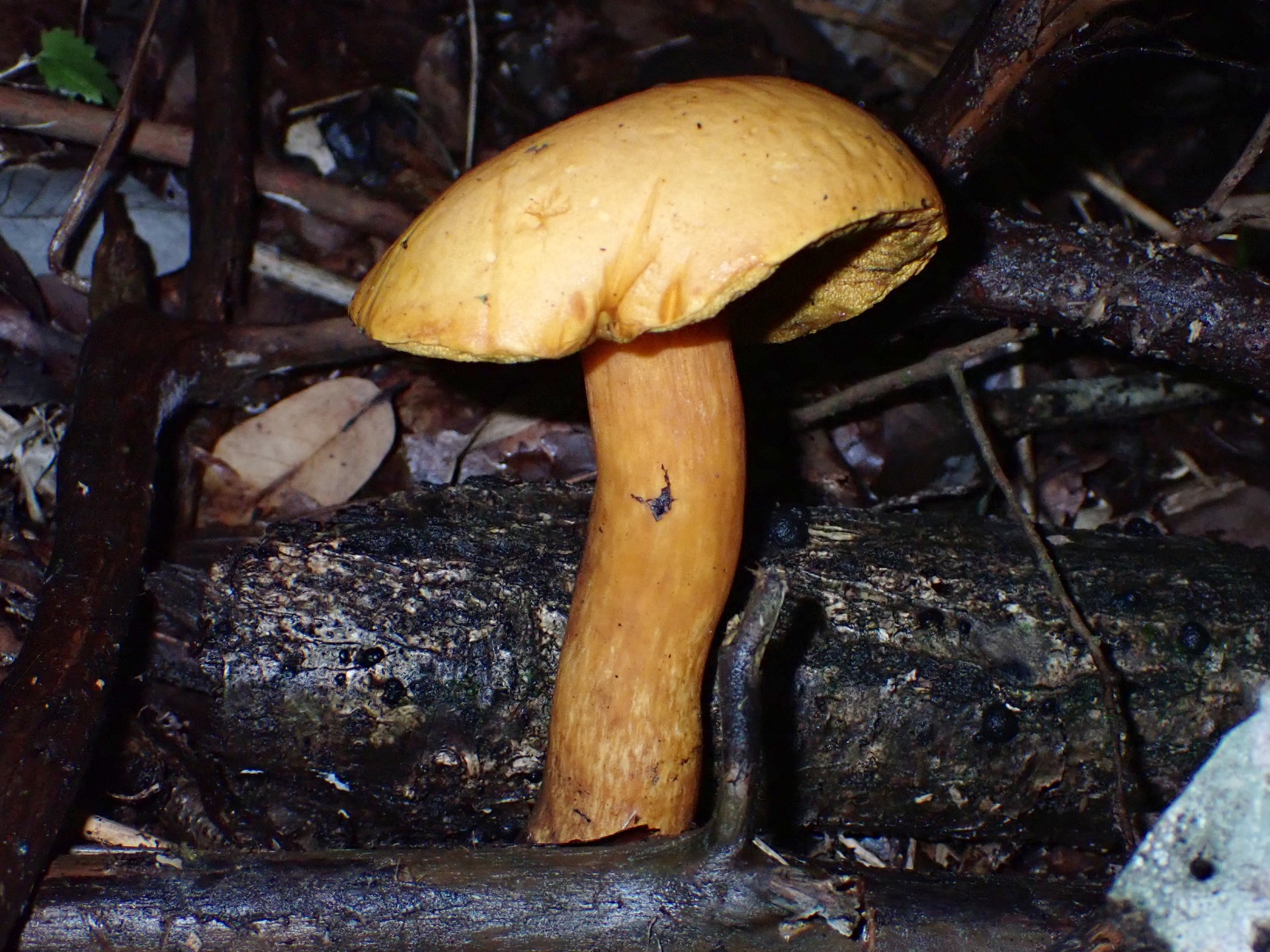 イグチの仲間 の高画質写真です。横浜市で、2024年8月31日に撮影したものです。