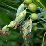 ジュジュダマ の高画質写真です。横浜市で、2024年8月13日に撮影したものです。