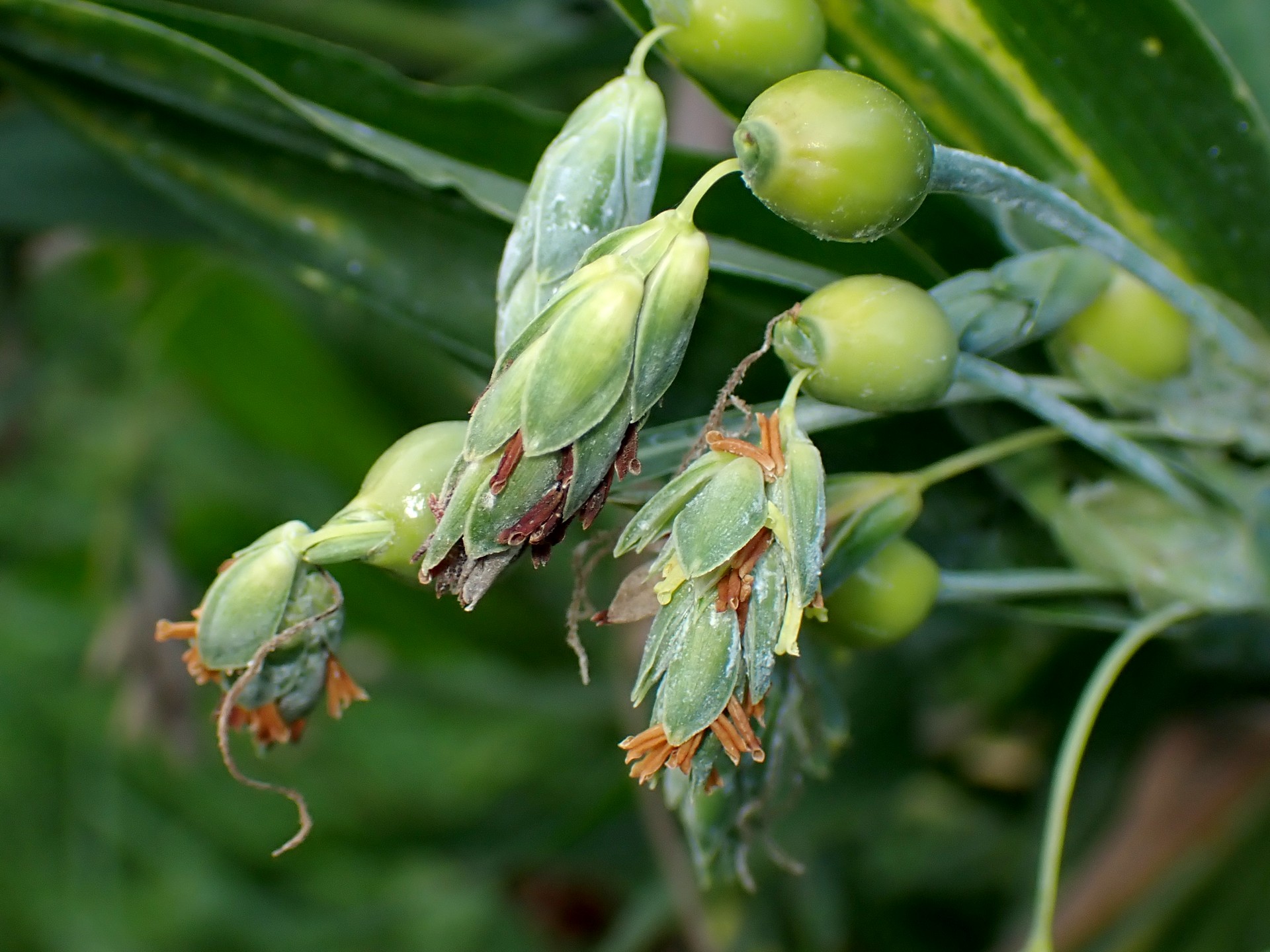 ジュジュダマ の高画質写真です。横浜市で、2024年8月13日に撮影したものです。