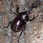 カブトムシ の高画質写真です。横浜市で、2024年8月1日に撮影したものです。