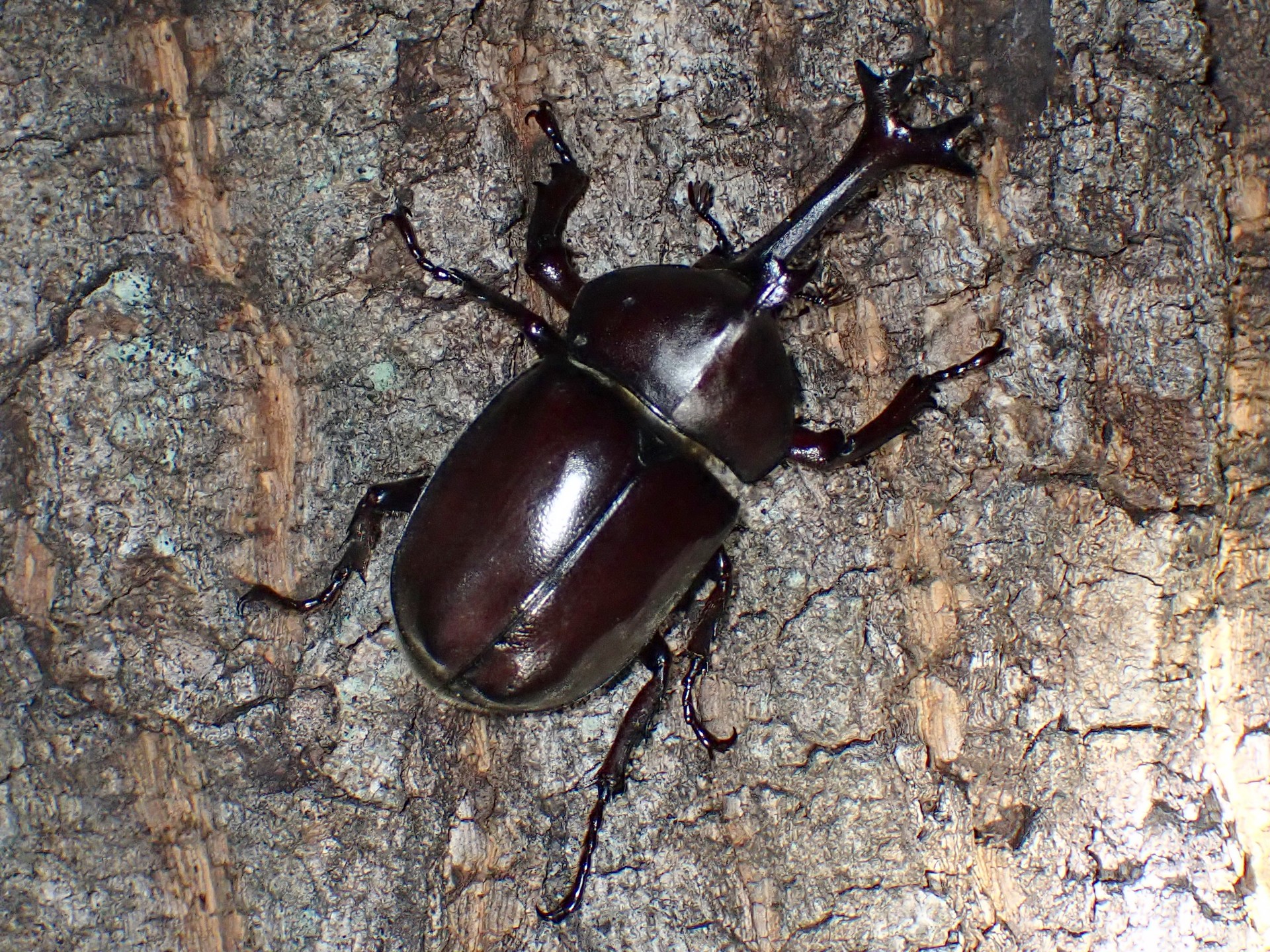 カブトムシ の高画質写真です。横浜市で、2024年8月1日に撮影したものです。