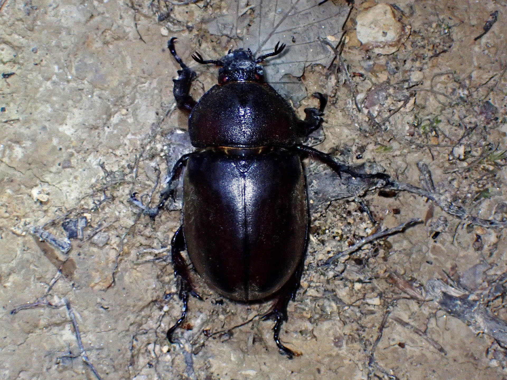 カブトムシ の高画質写真です。横浜市で、2024年8月1日に撮影したものです。