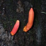 カエンタケ の高画質写真です。横浜市で、2024年8月28日に撮影したものです。