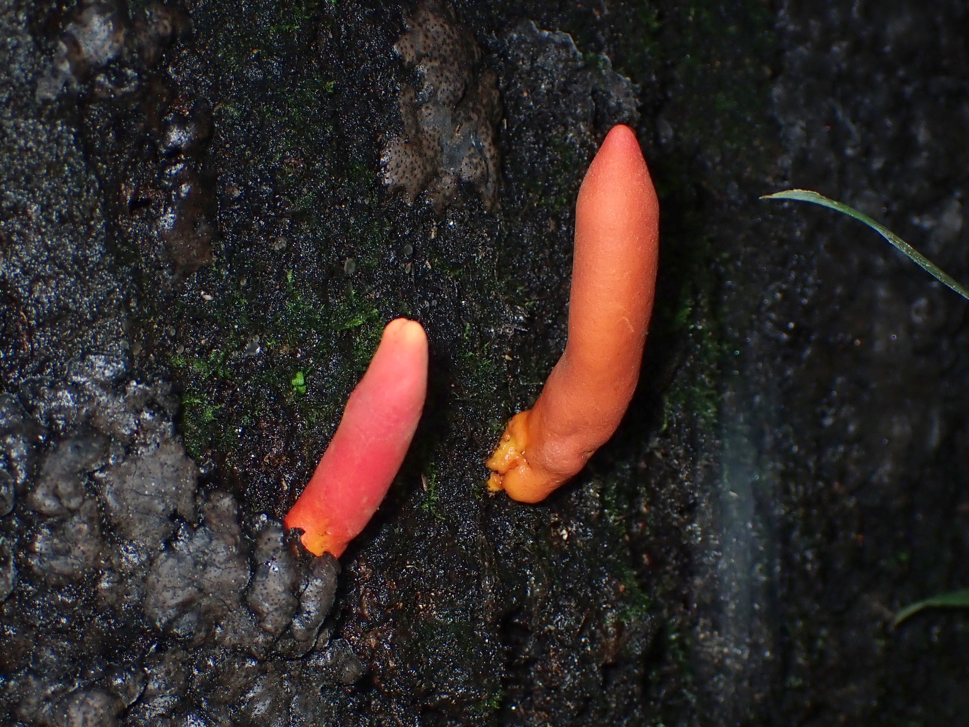 カエンタケ の高画質写真です。横浜市で、2024年8月28日に撮影したものです。