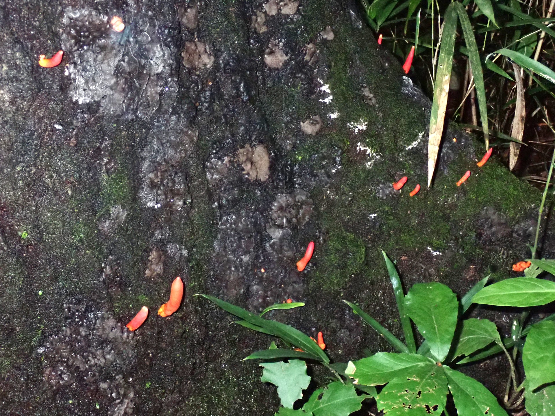 カエンタケ の高画質写真です。横浜市で、2024年8月28日に撮影したものです。