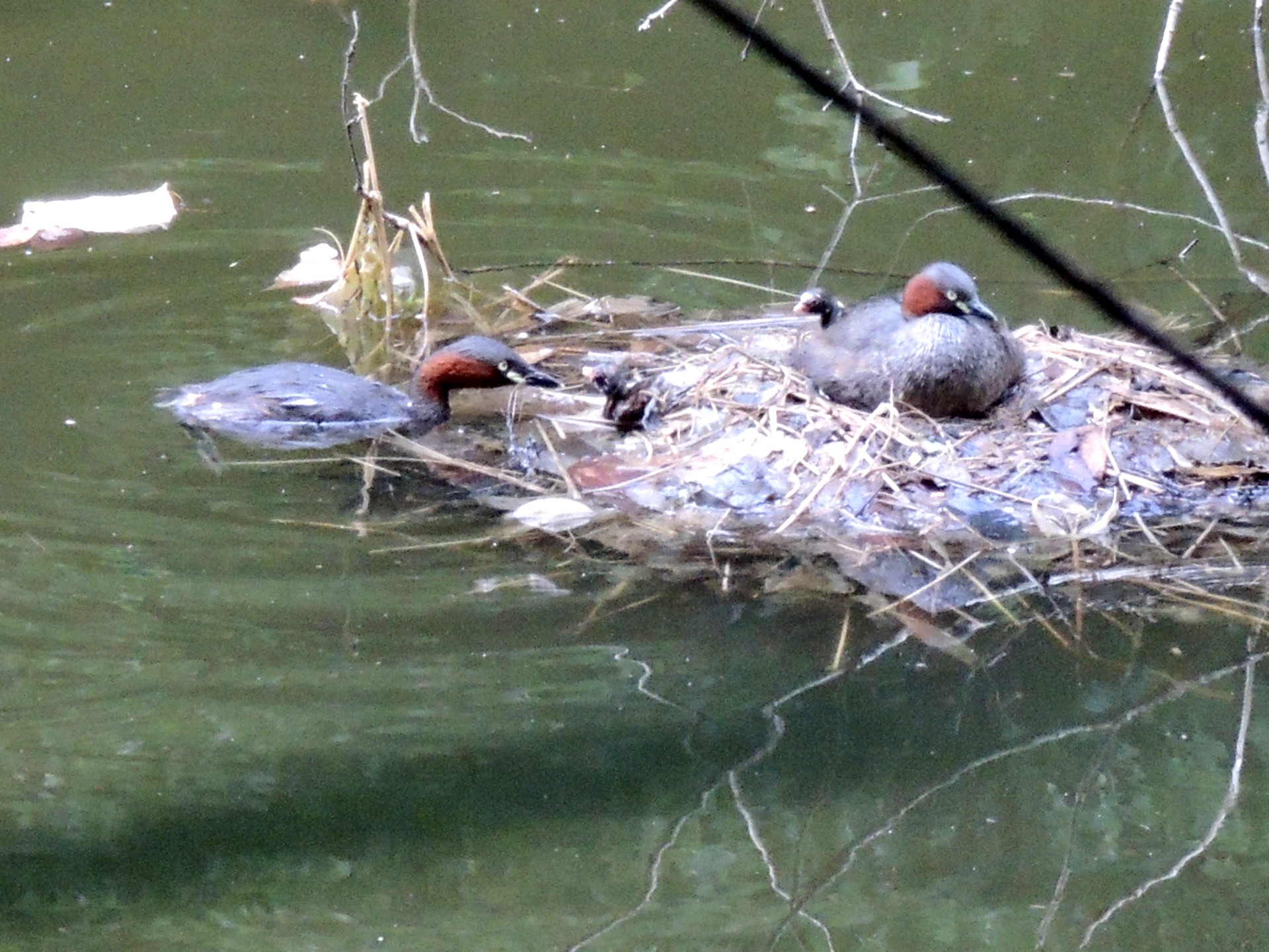 カイツブリ