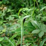 カラスビシャク の高画質写真です。横浜市で、2024年8月5日に撮影したものです。