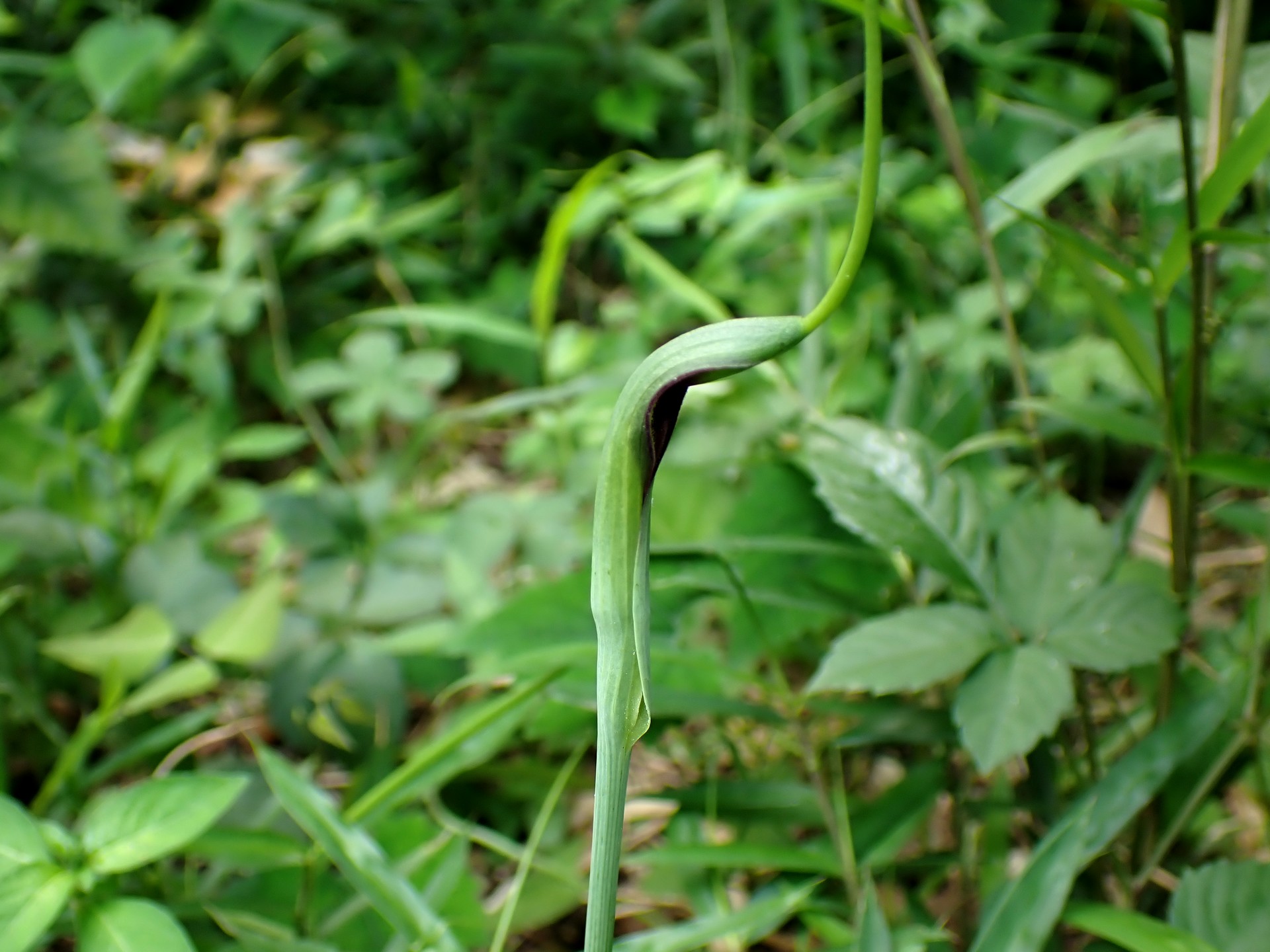 カラスビシャク の高画質写真です。横浜市で、2024年8月5日に撮影したものです。