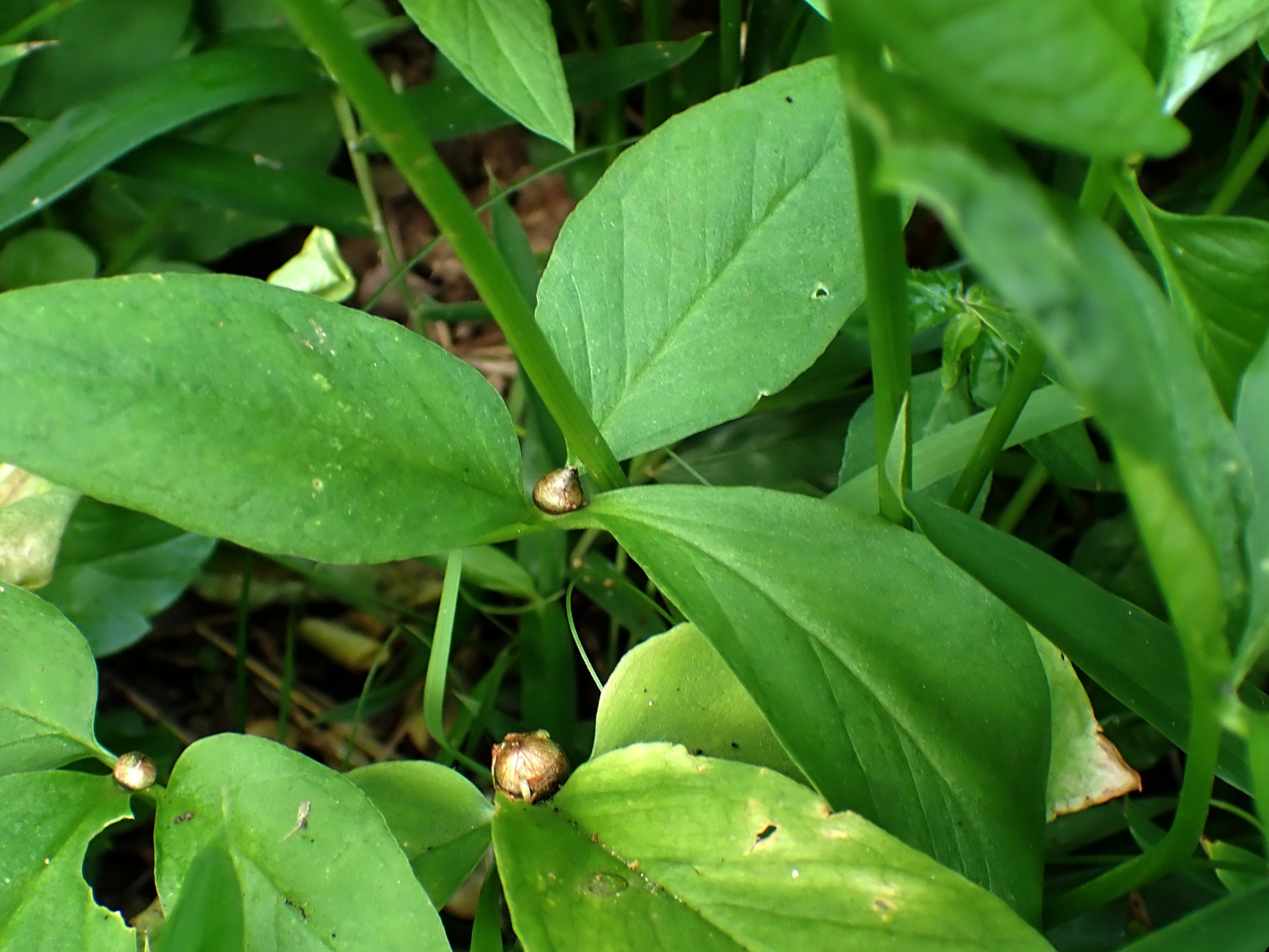 カラスビシャク の高画質写真です。横浜市で、2024年8月5日に撮影したものです。