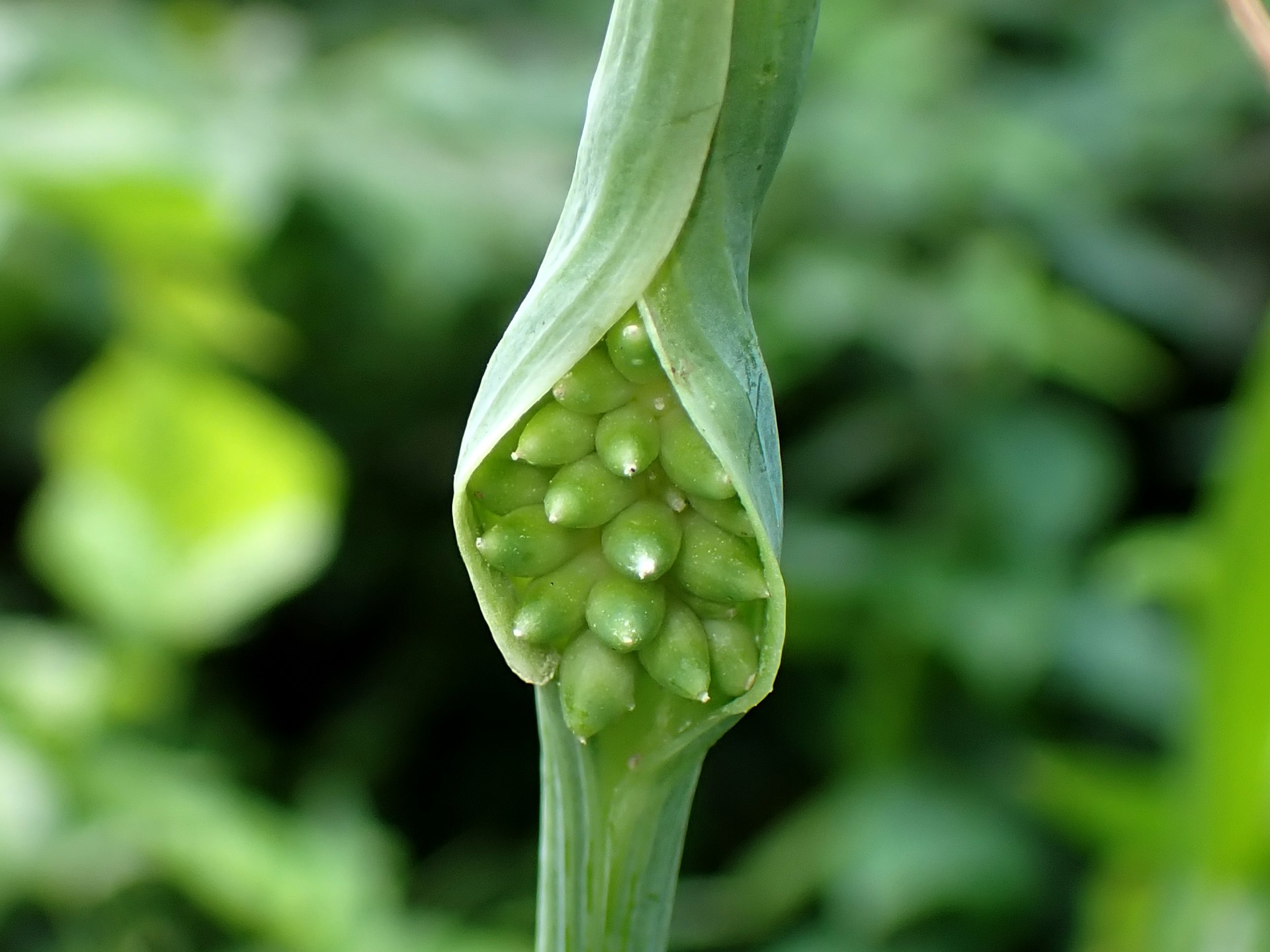 カラスビシャク の高画質写真です。横浜市で、2024年8月5日に撮影したものです。