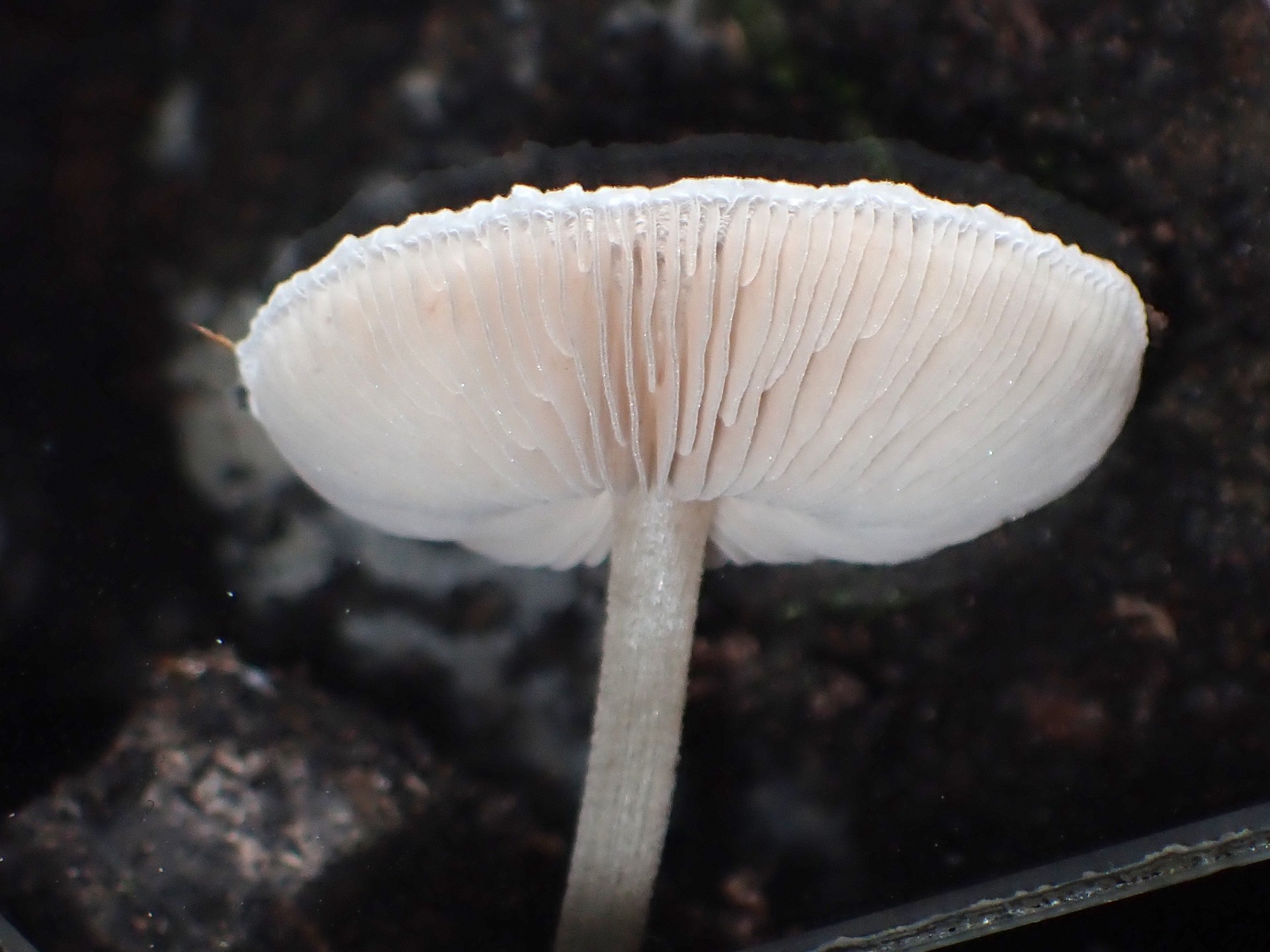 カサヒダタケ の高画質写真です。横浜市で、2024年8月26日に撮影したものです。