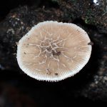 カサヒダタケ の高画質写真です。横浜市で、2024年8月26日に撮影したものです。