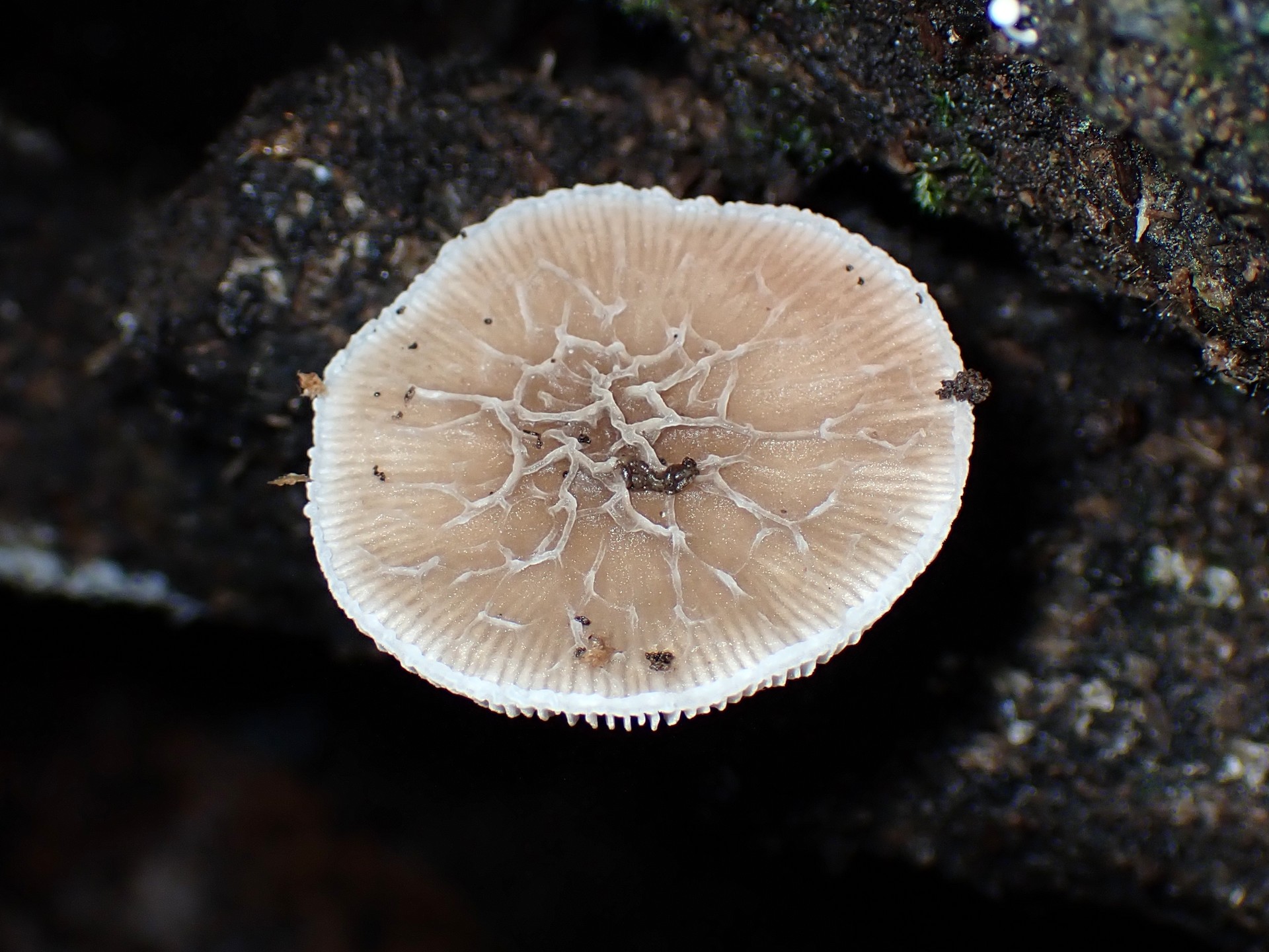 カサヒダタケ の高画質写真です。横浜市で、2024年8月26日に撮影したものです。