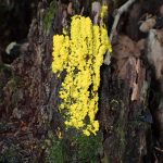 カワホコリカビ の高画質写真です。横浜市で、2024年8月28日に撮影したものです。