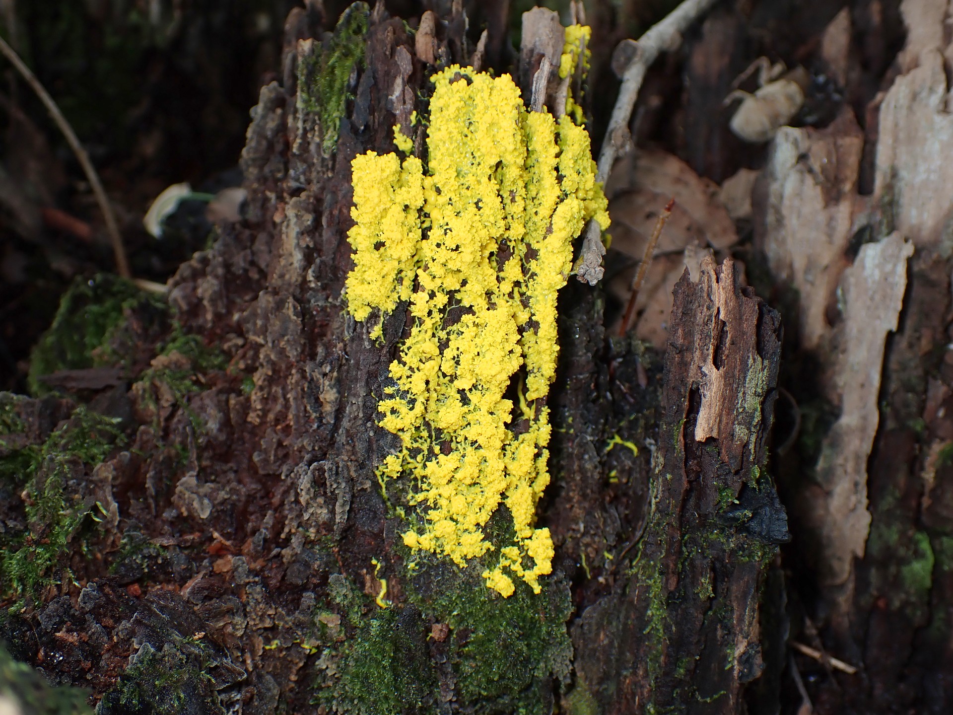 カワホコリカビ の高画質写真です。横浜市で、2024年8月28日に撮影したものです。