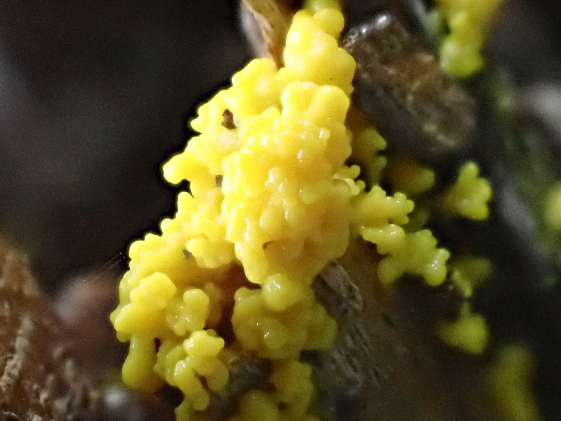 カワホコリカビ の高画質写真です。横浜市で、2024年8月28日に撮影したものです。